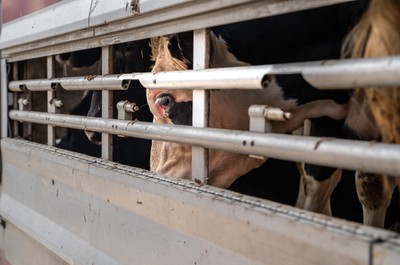 Krávy v transportu na hranicích v Turecku - Nevinné oběti